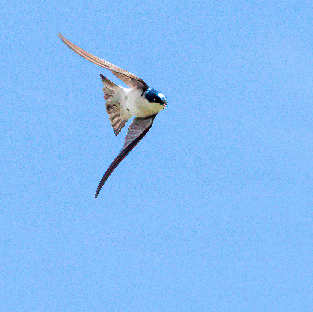 Tree Swallow